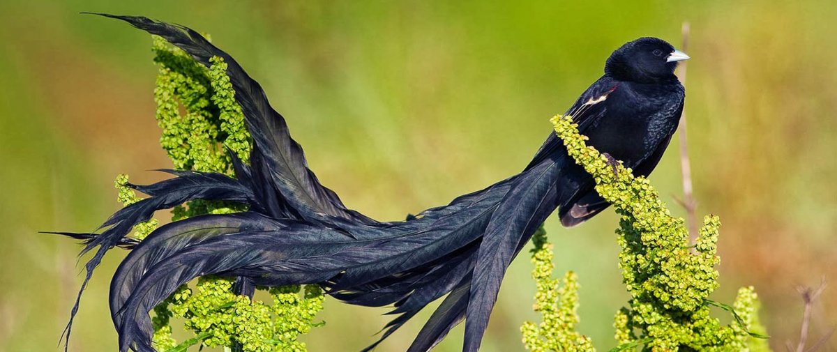 Дрозд меланист