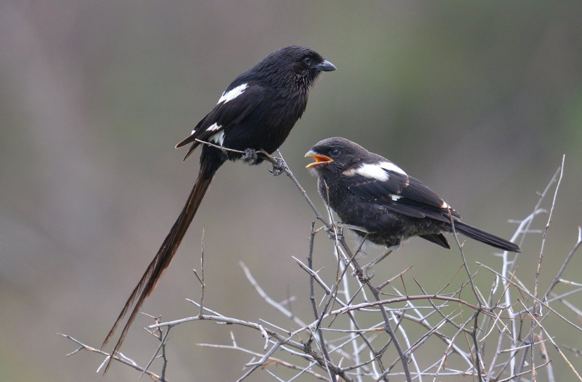 Blackbird Lonely Bird
