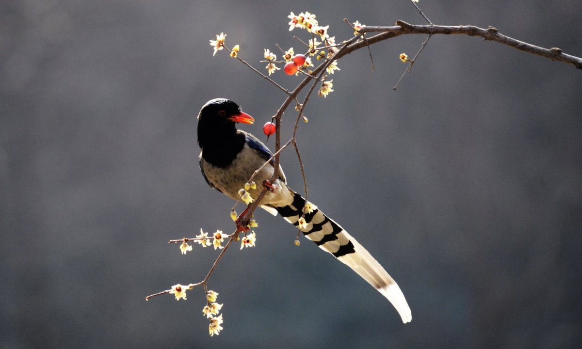 Дрозд черный с белым хвостом