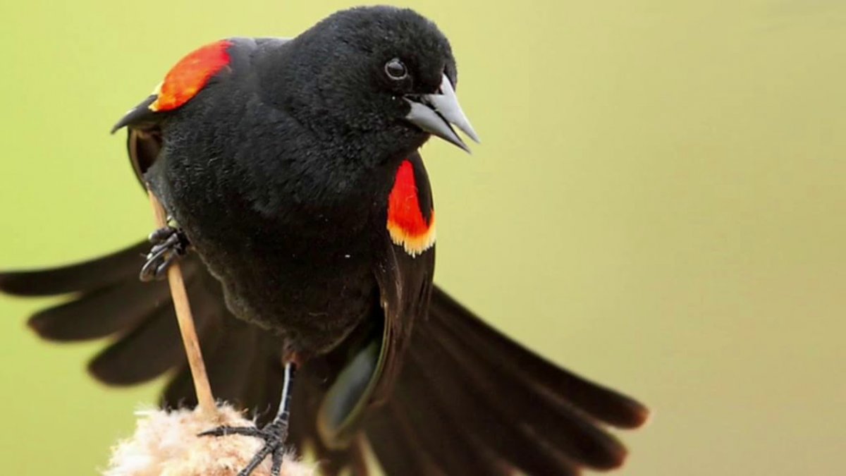 Ласточка черная