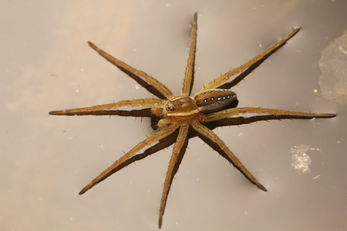 Мегарахна паук доисторический