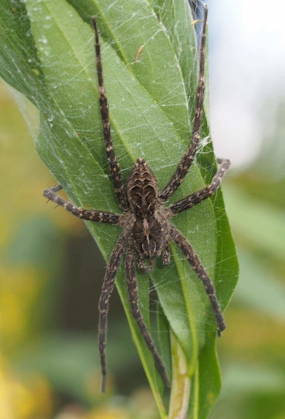 Паук Dolomedes fimbriatus (Pisauridae)