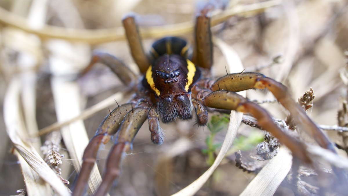 Dolomedes plantarius паук