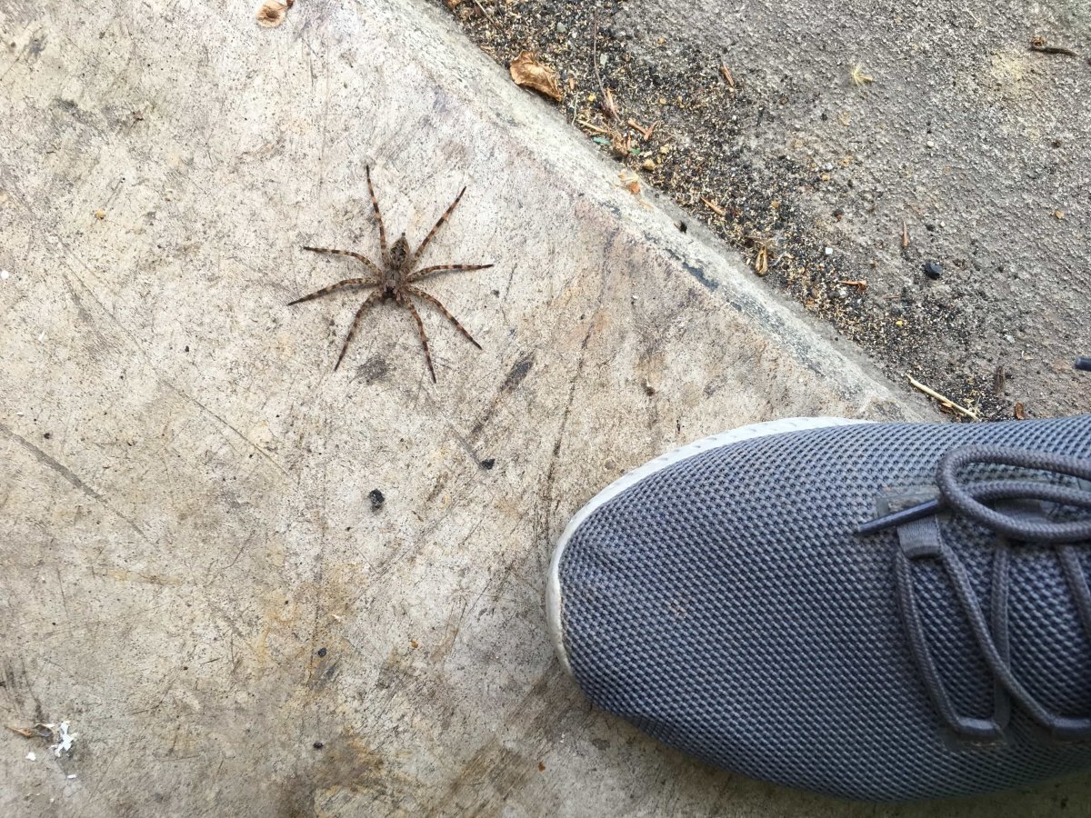 Dolomedes fimbriatus паук