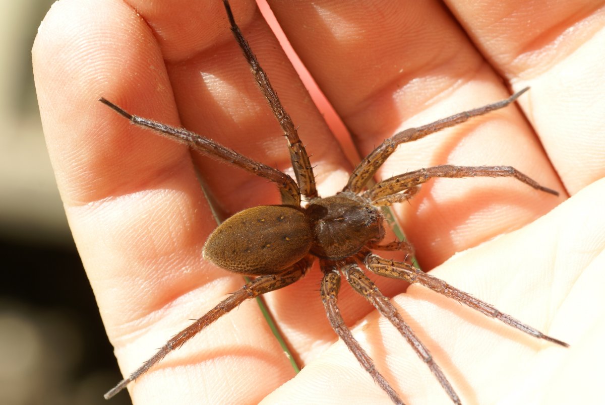 Паук доломед