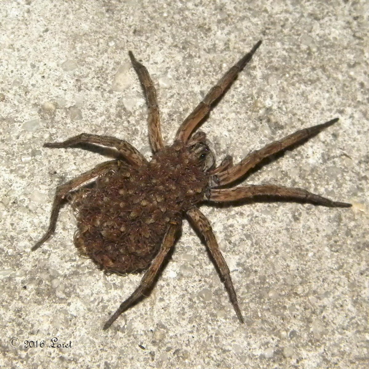 Dolomedes fimbriatus - охотник каёмчатый