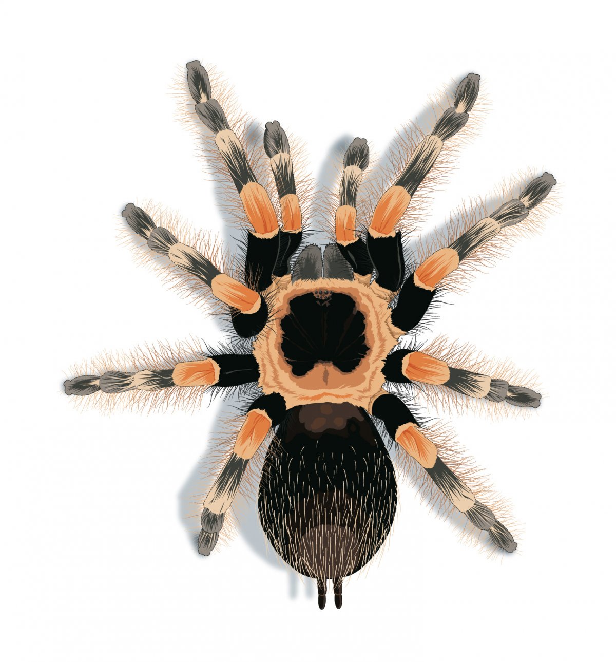 Шестиглазый песочный паук