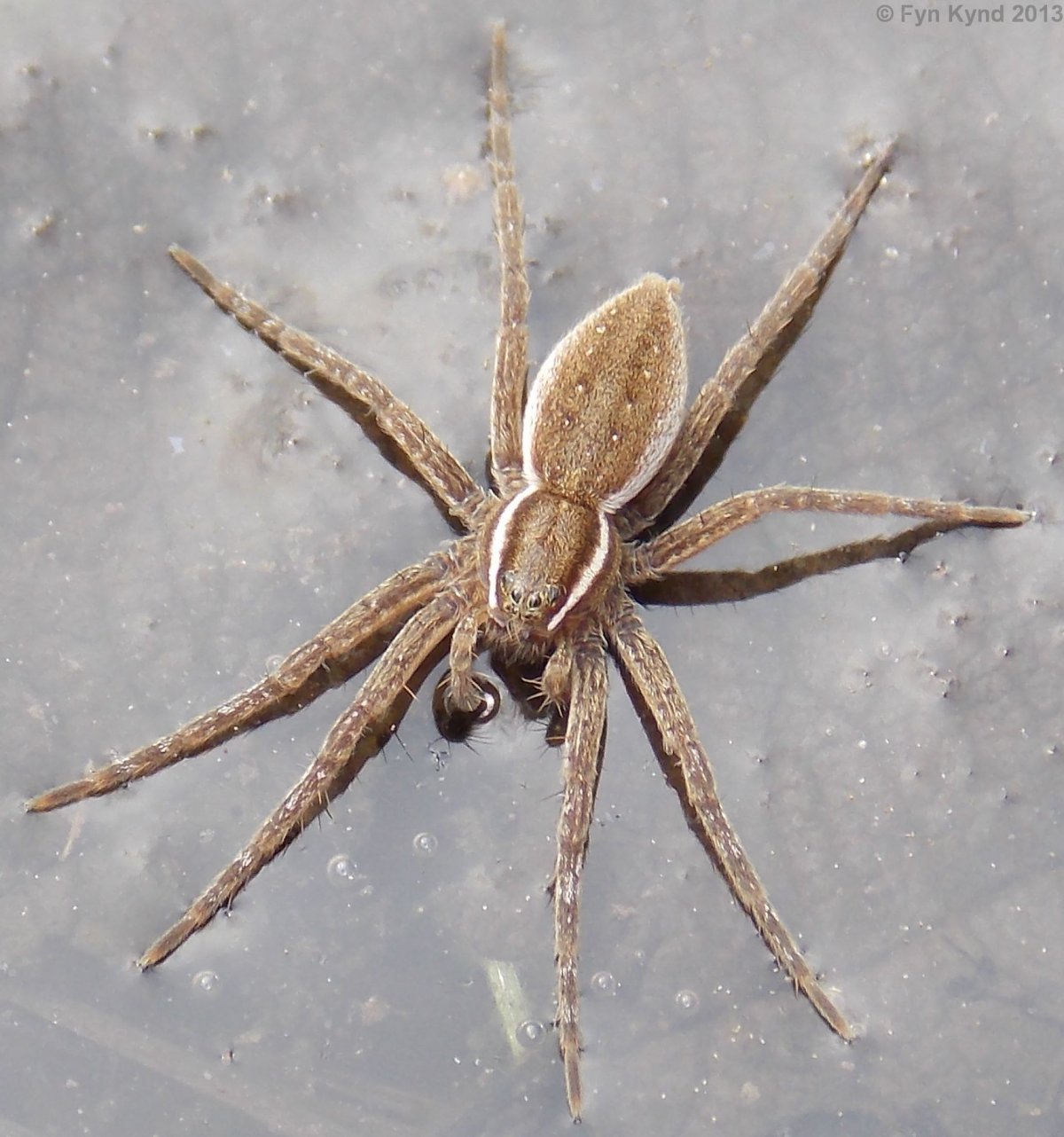 Паук Dolomedes briangreenei