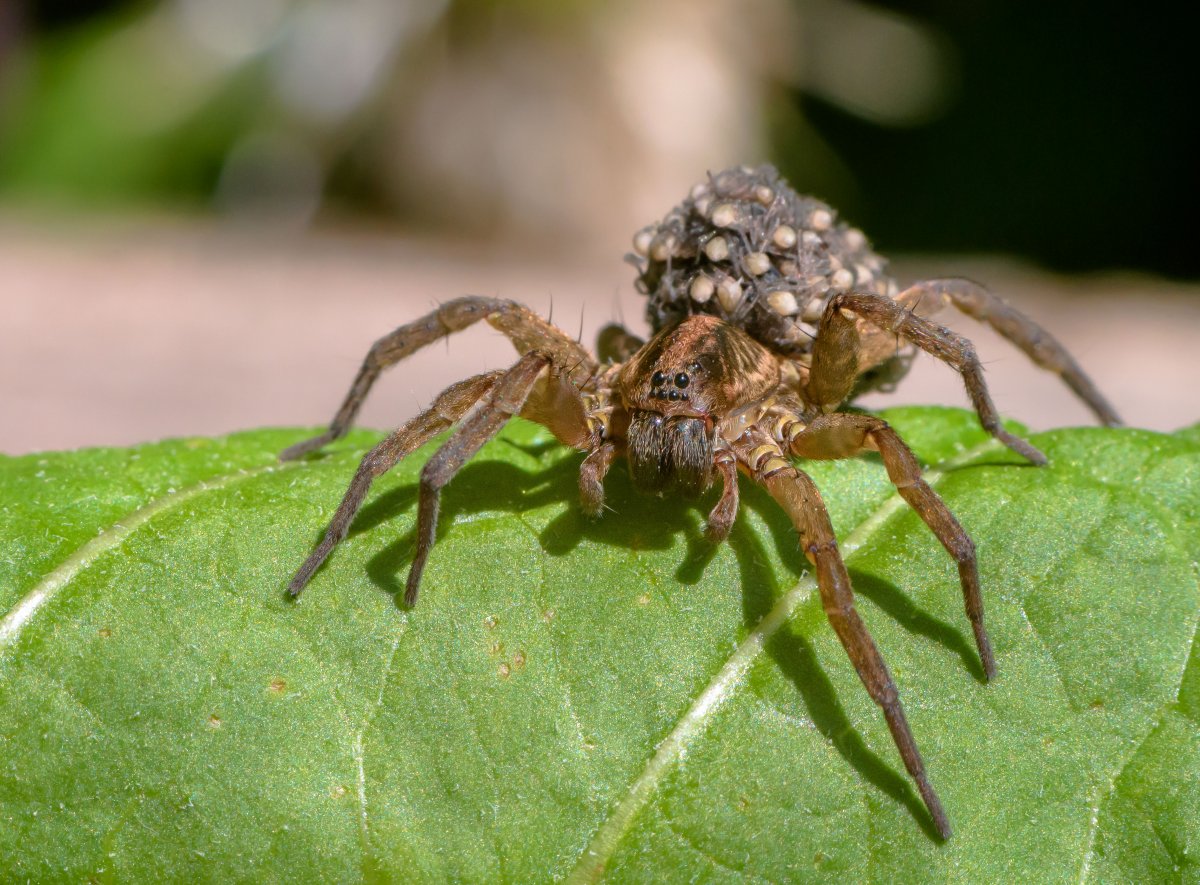 Dolomedes Minor