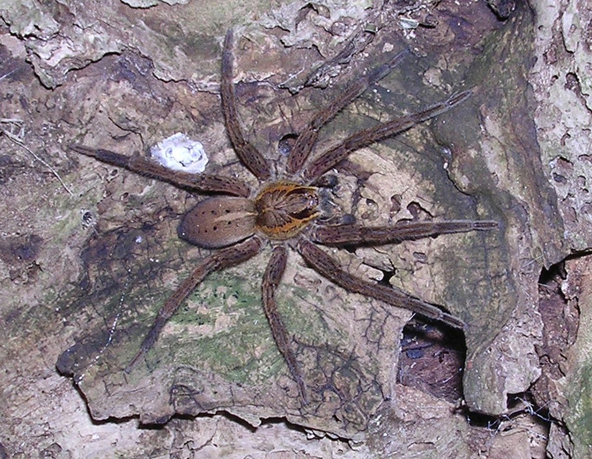 Dolomedes Minor паук
