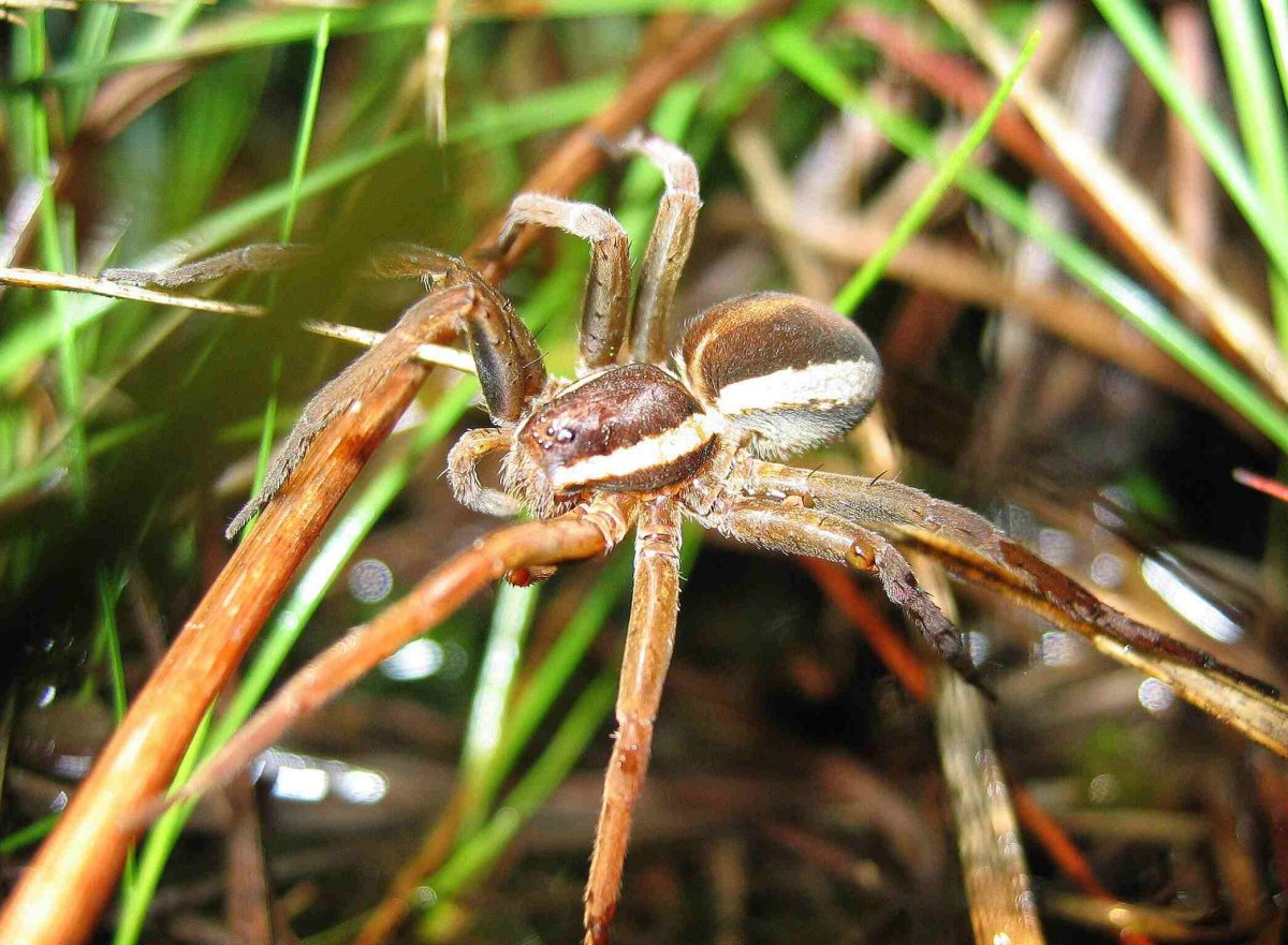 Доломедес фимбриатус