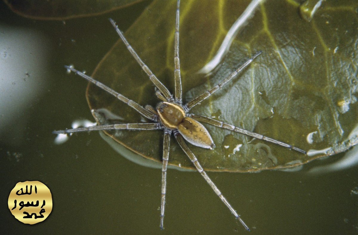Dolomedes Minor паук