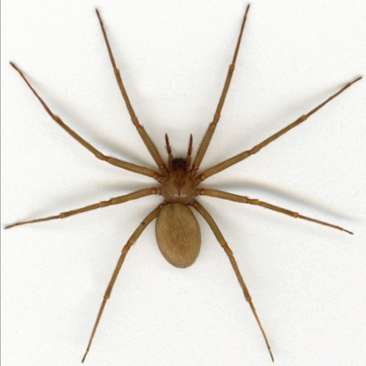 Dolomedes tenebrosus паук описание