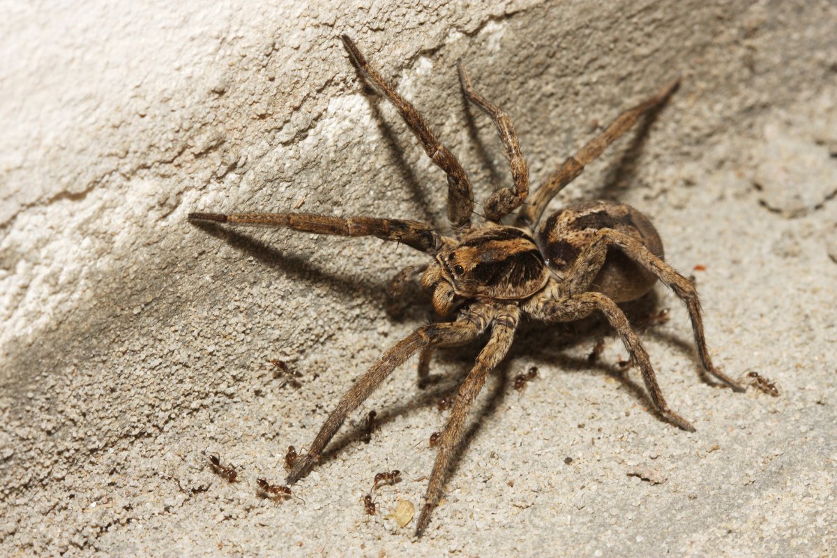 Hogna carolinensis (Carolina Wolf Spider)