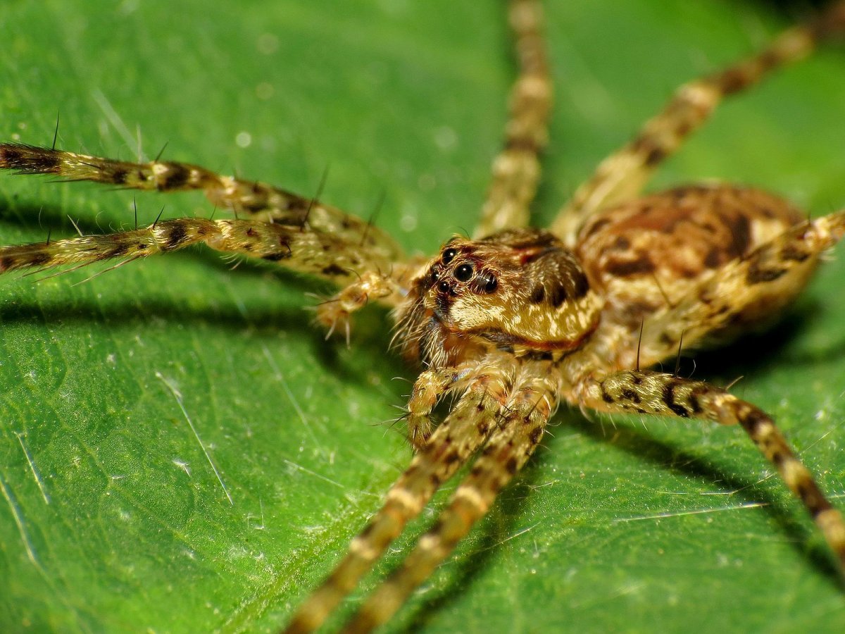 Dolomedes aquaticus рыба