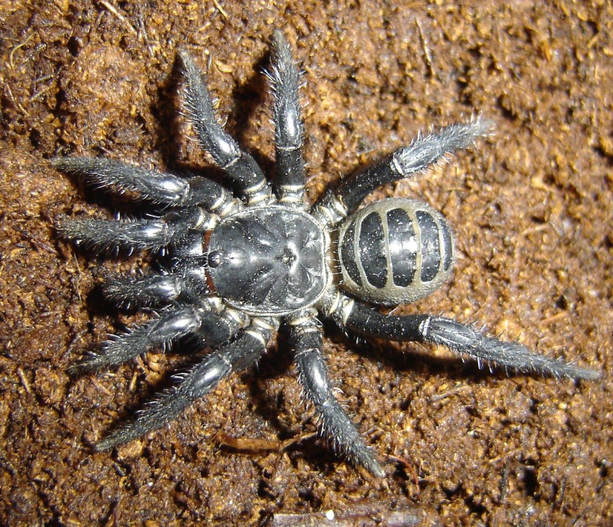 Строение паука птицееда