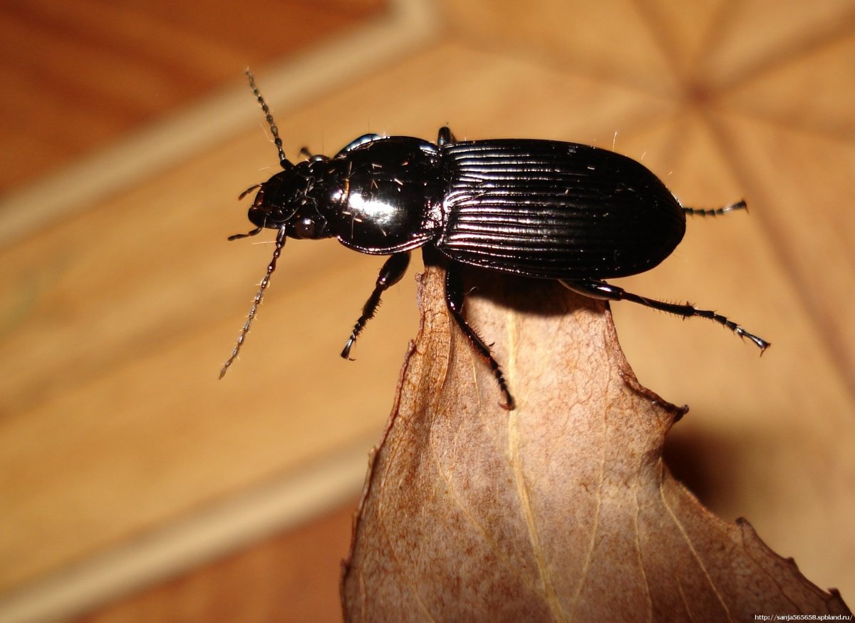 Жук хлебный Точильщик