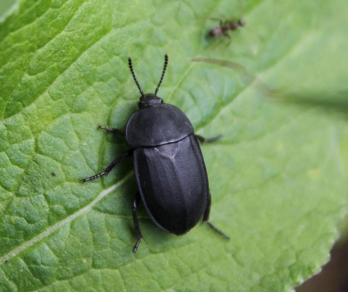 Чёрный Жук в доме