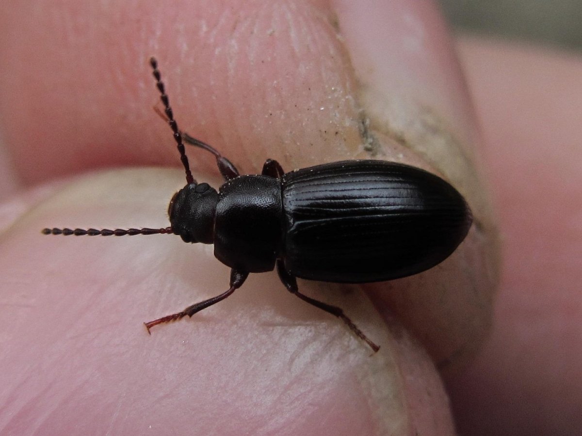 Жук таракан черный
