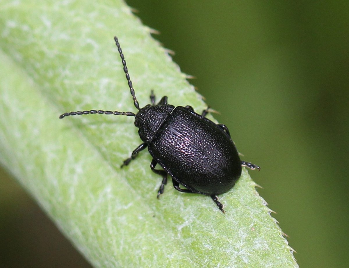 Черный Жук НАСЕКОМУС