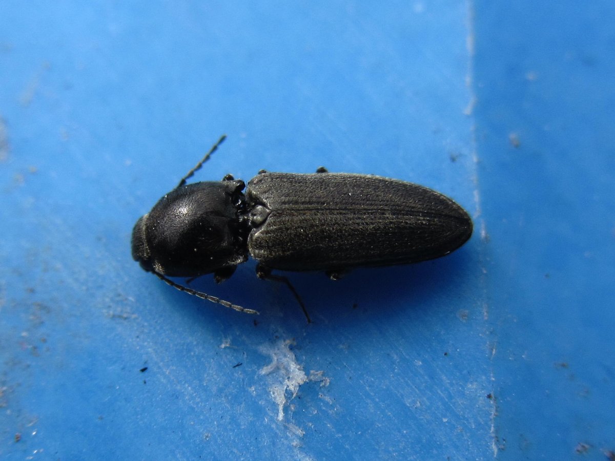 Жук черный хрущак