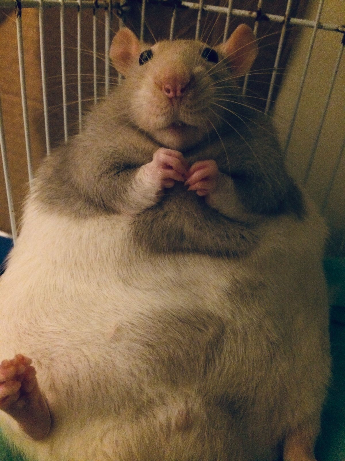 Смешные крысы