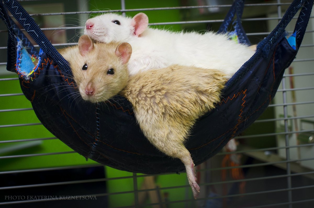 Огромная декоративная крыса