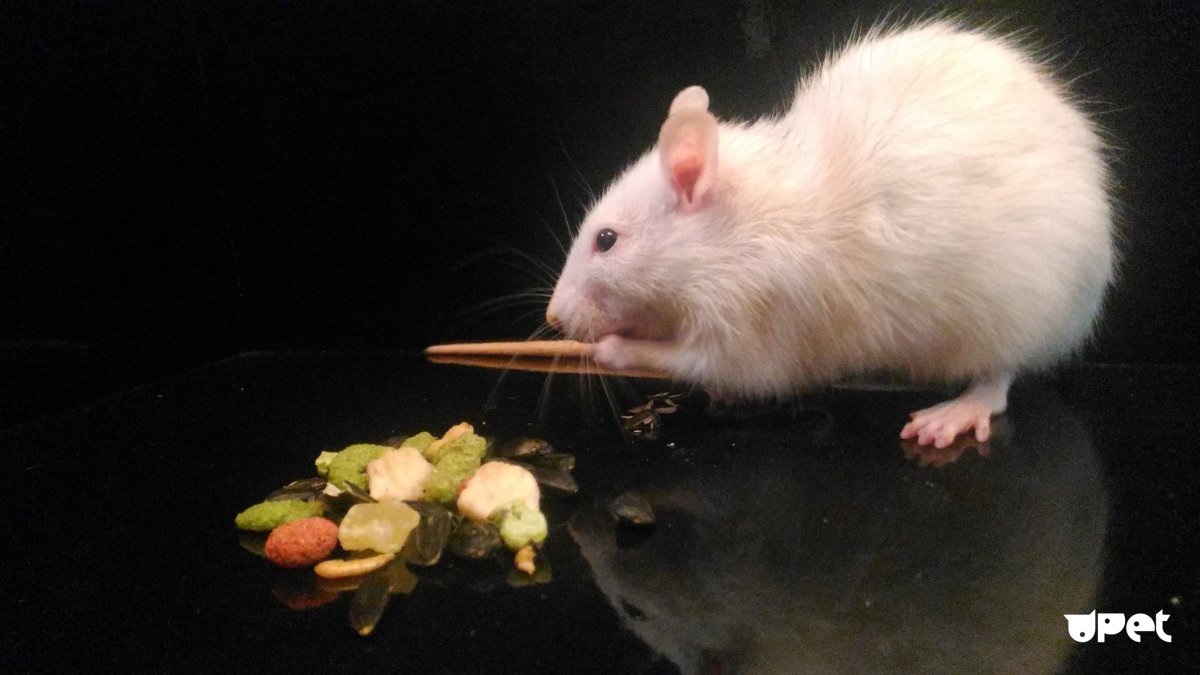 Крыса Дамбо пухлая