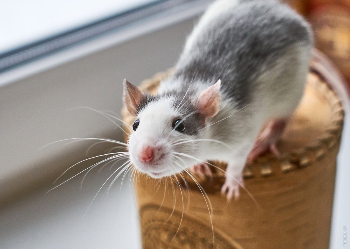 Белая крыса альбинос