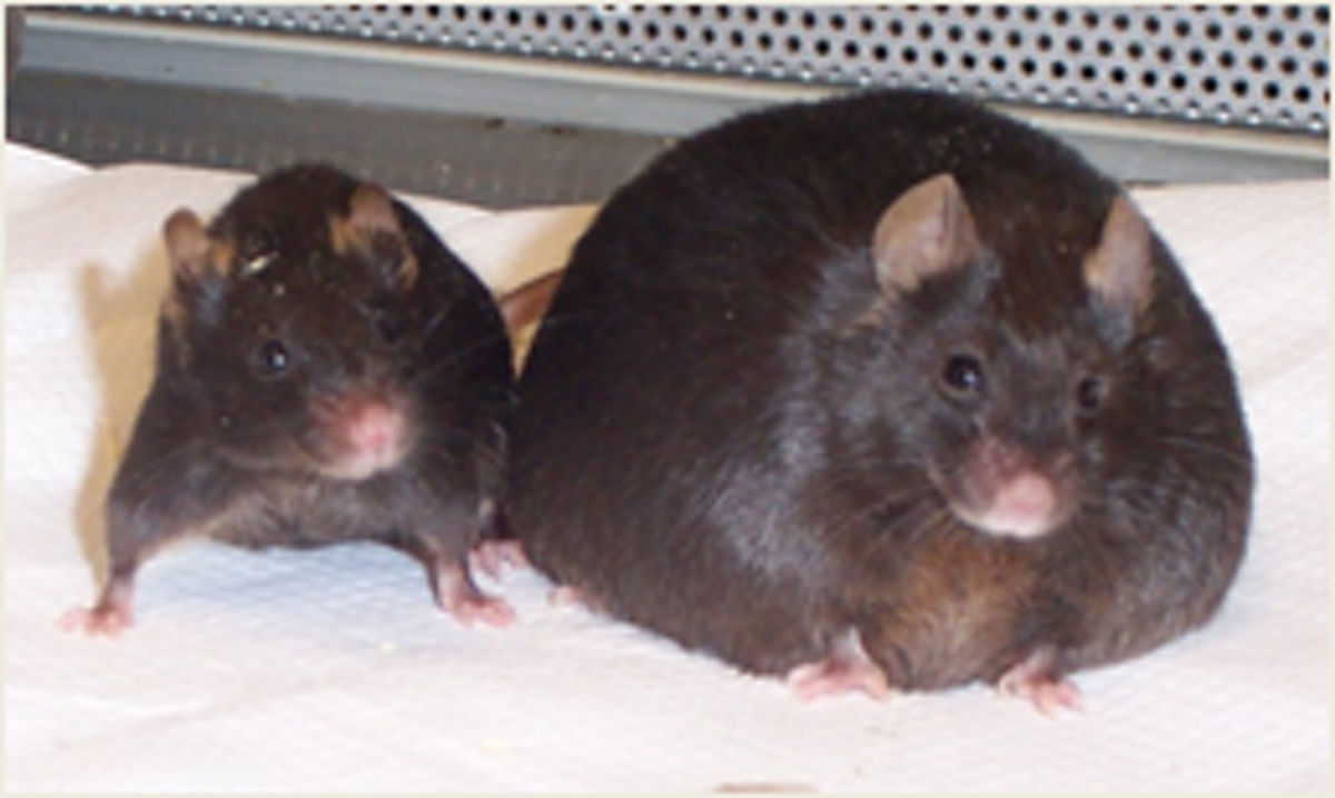 Крыса Лариса