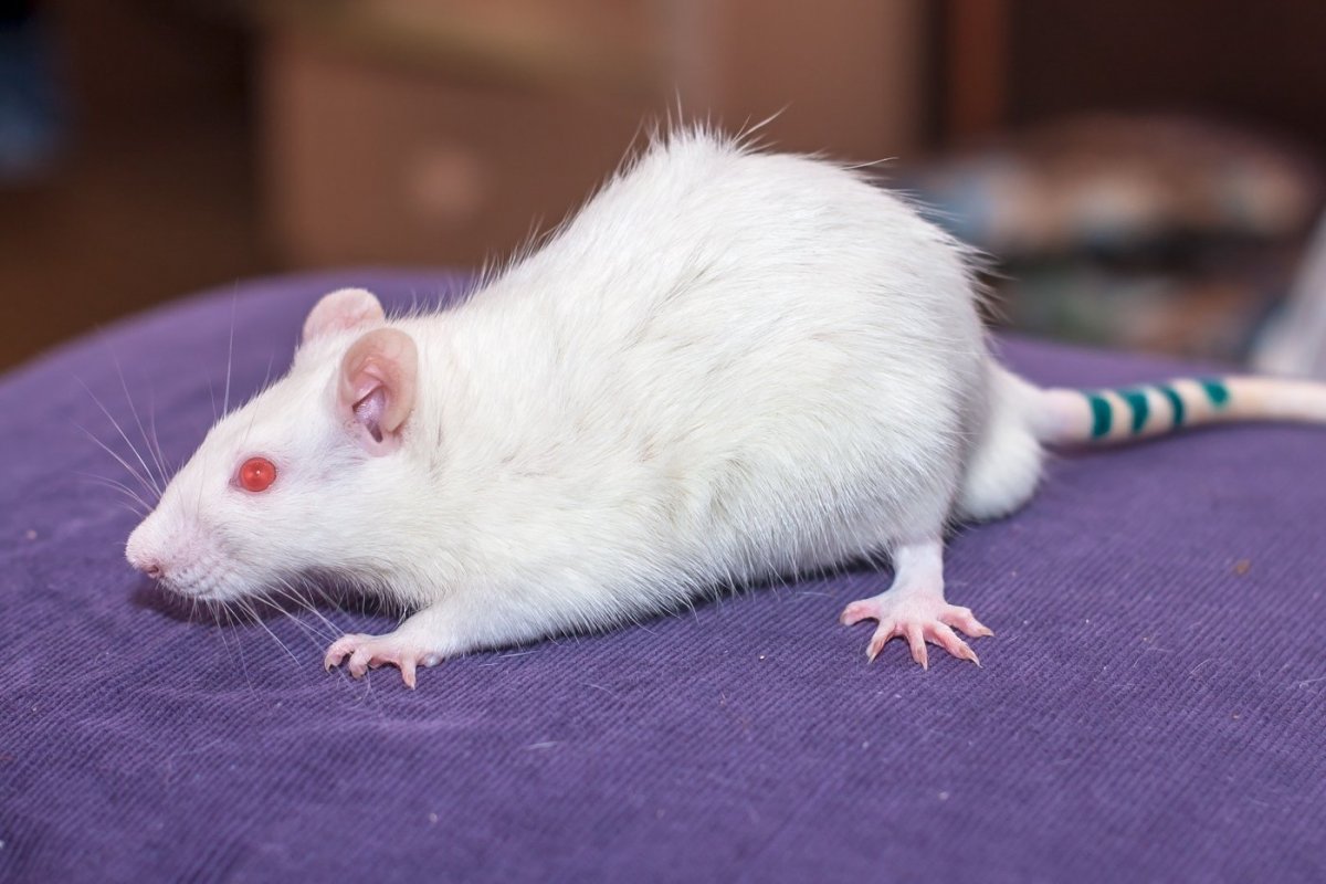 Крыса Дамбо пухлая