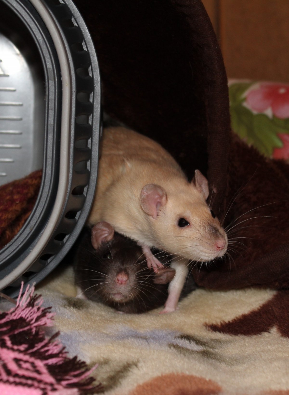 Белая декоративная крыса