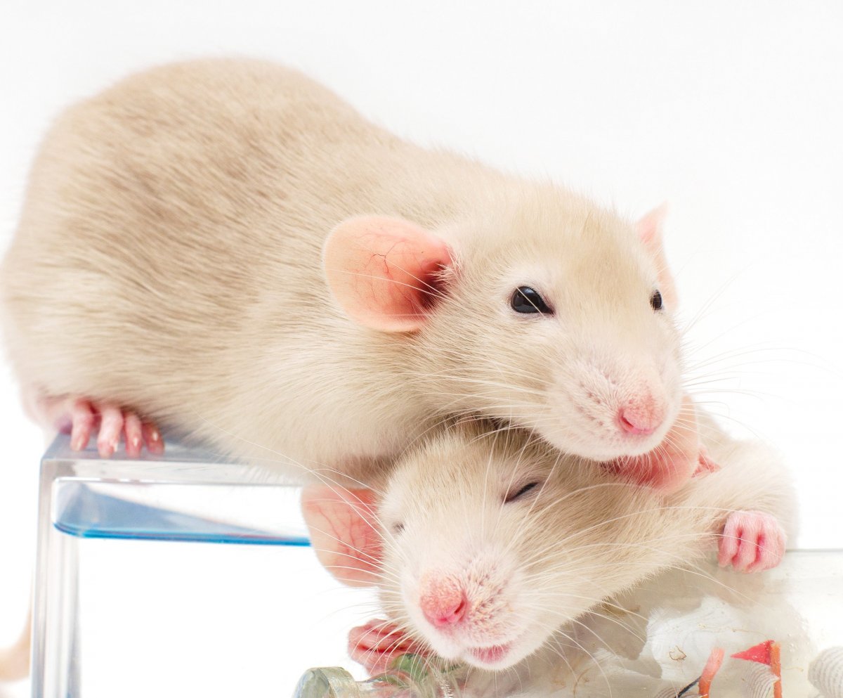 Красивые крысы