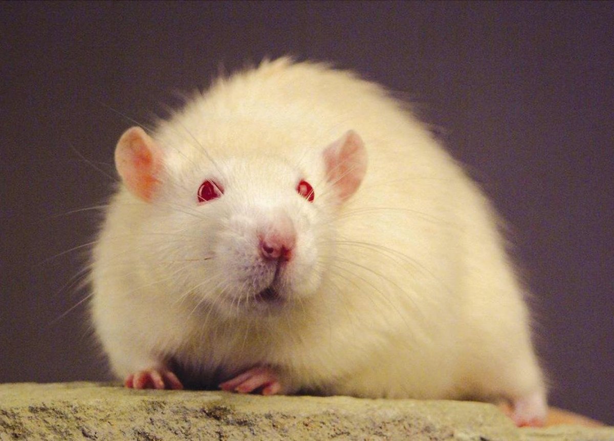 Крысы домашние в полный рост