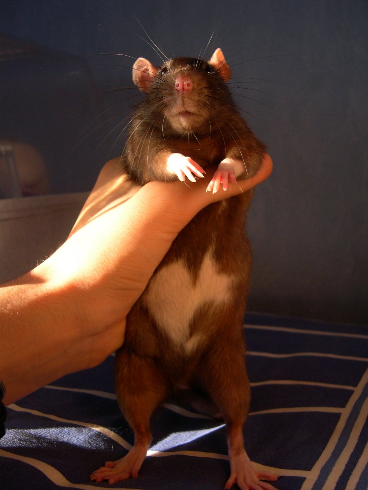 Крыска кушает