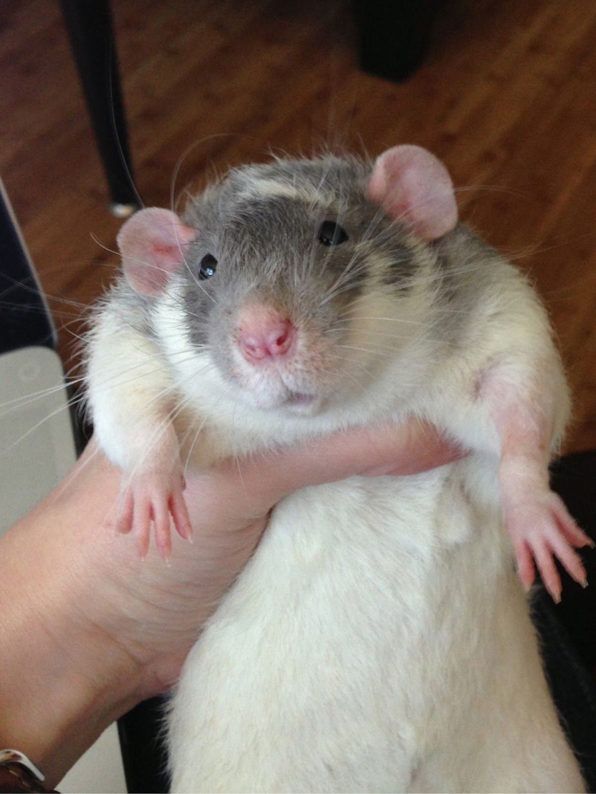 Белая крыса
