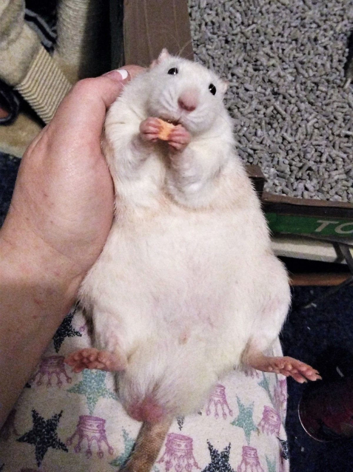 Крысы домашние