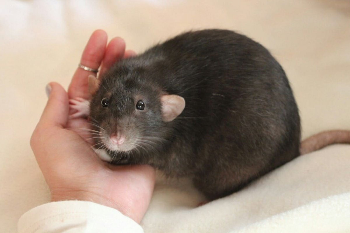 Игрушки для крыс