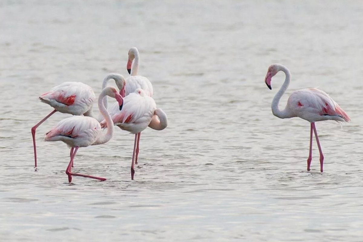 Фауна ялтинского Горно лесного заповедника