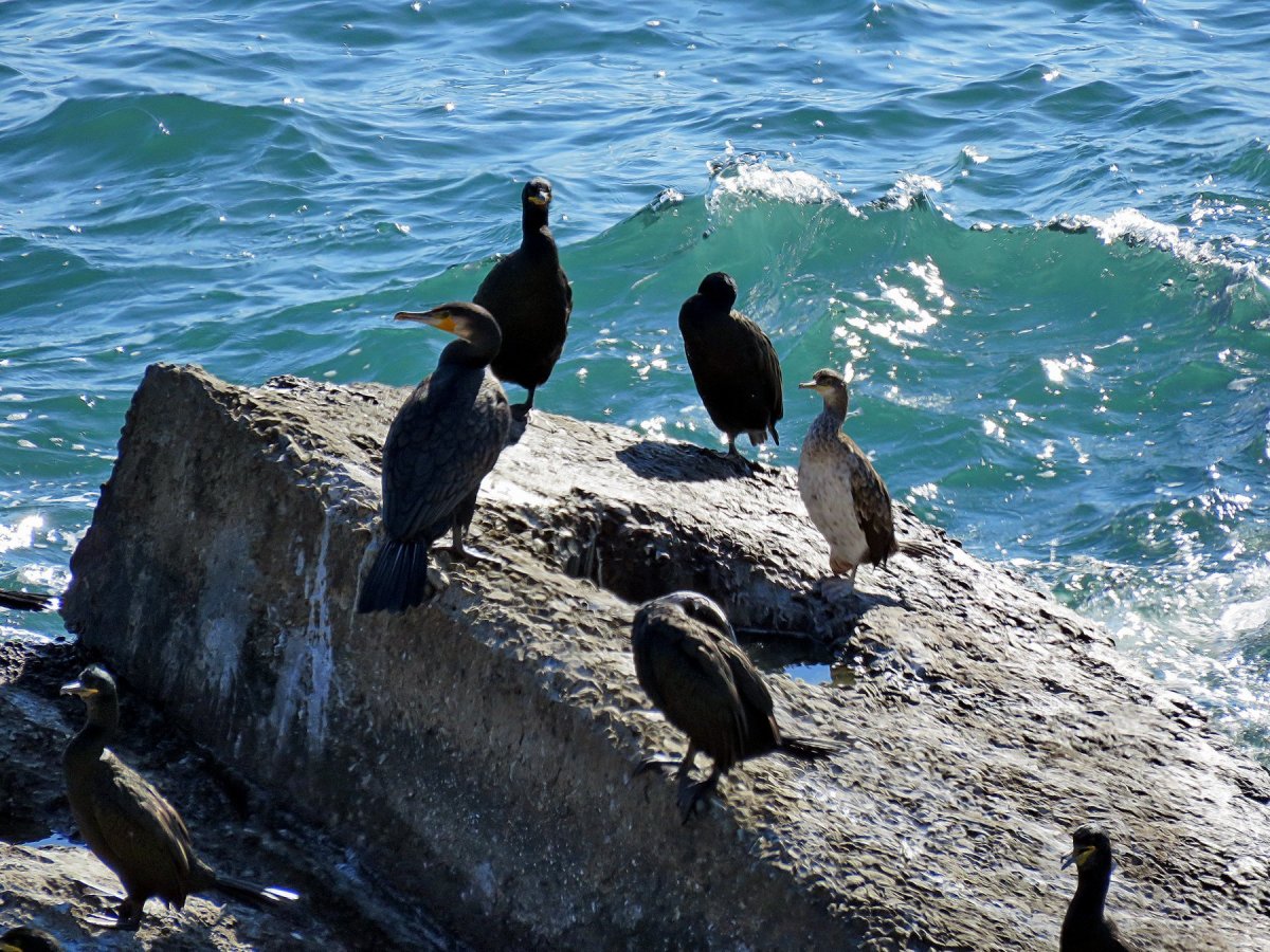 Птицы Крыма Удод