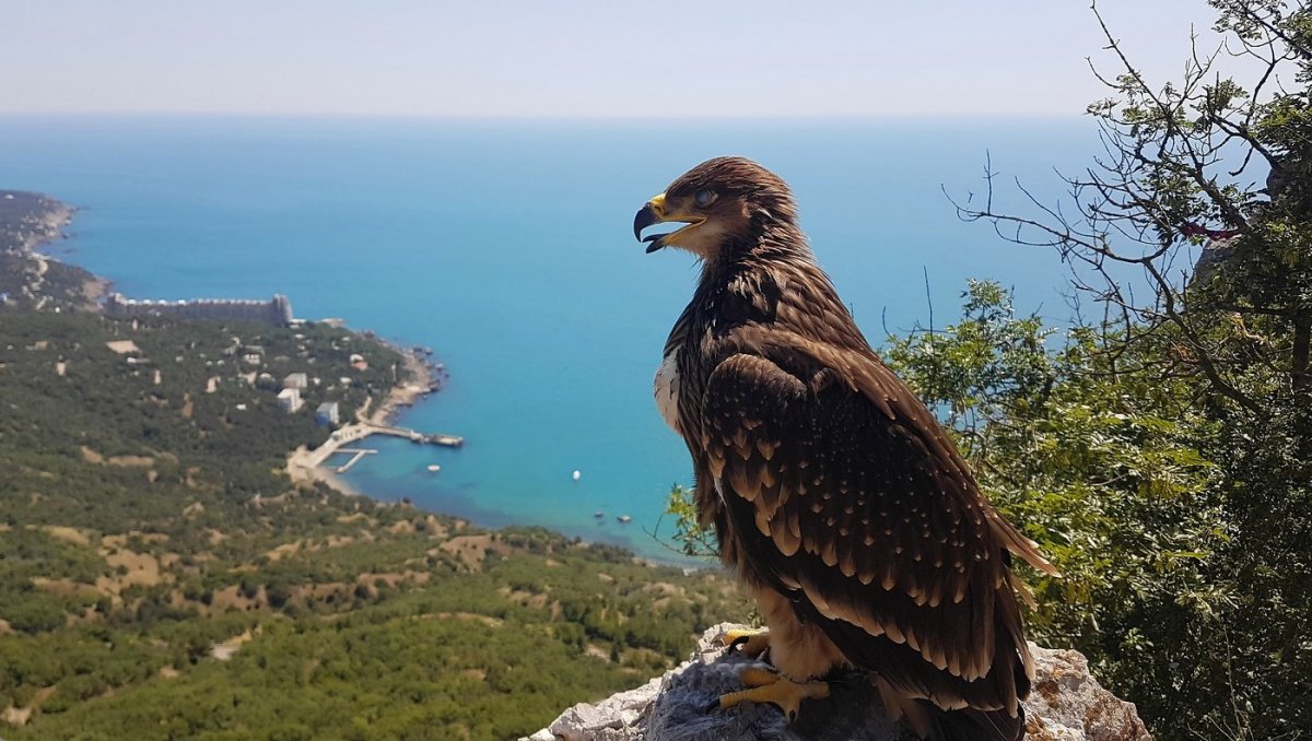 Альбатрос Крым птица