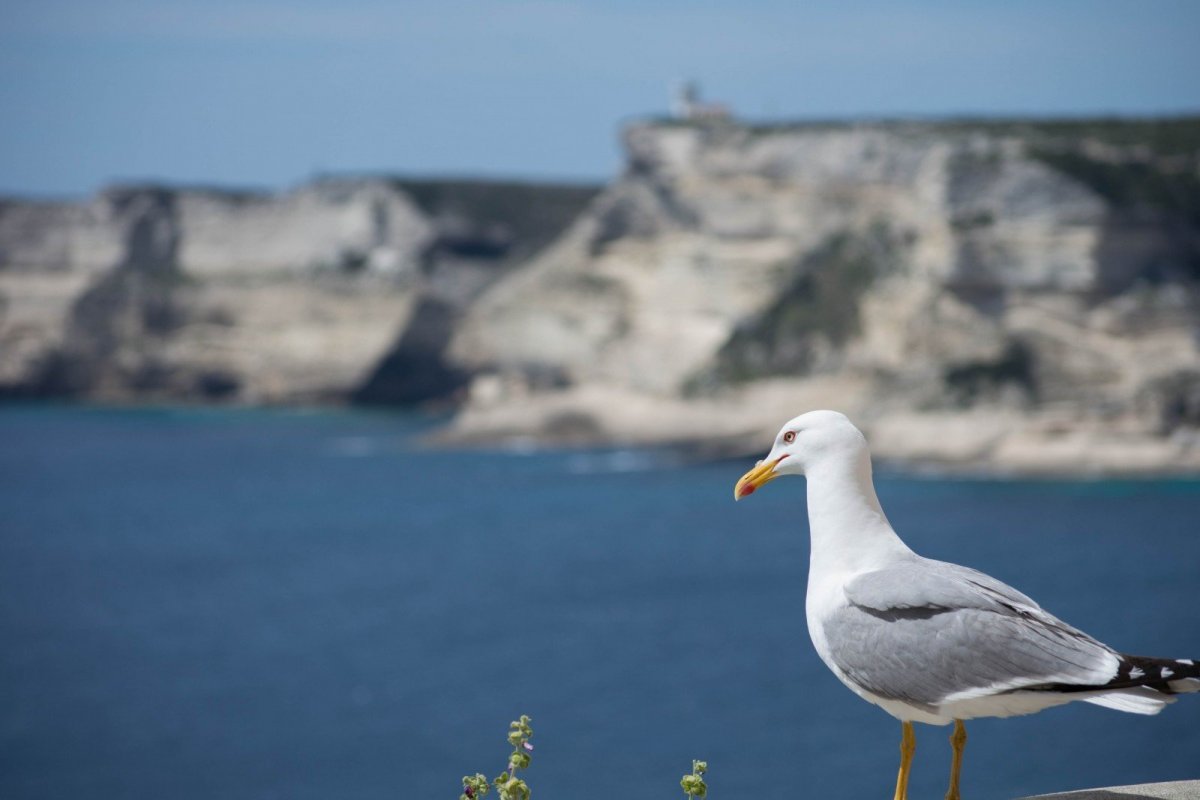 Нэнси Ялта море Чайка