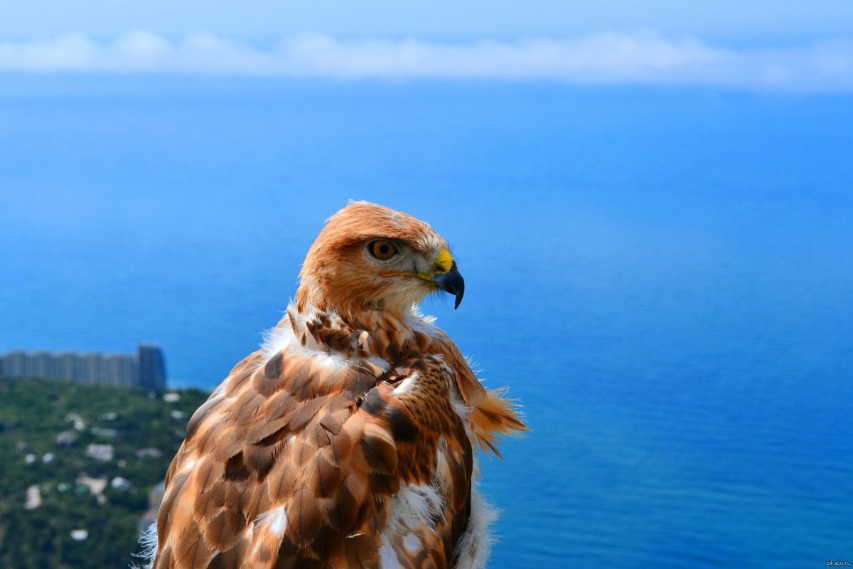 Баклан фото птицы Крыма