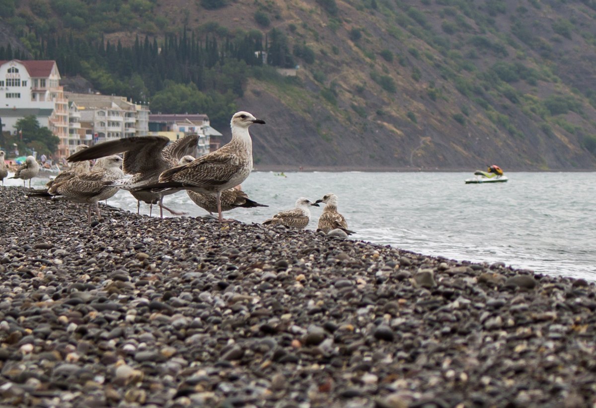Чайки над морем