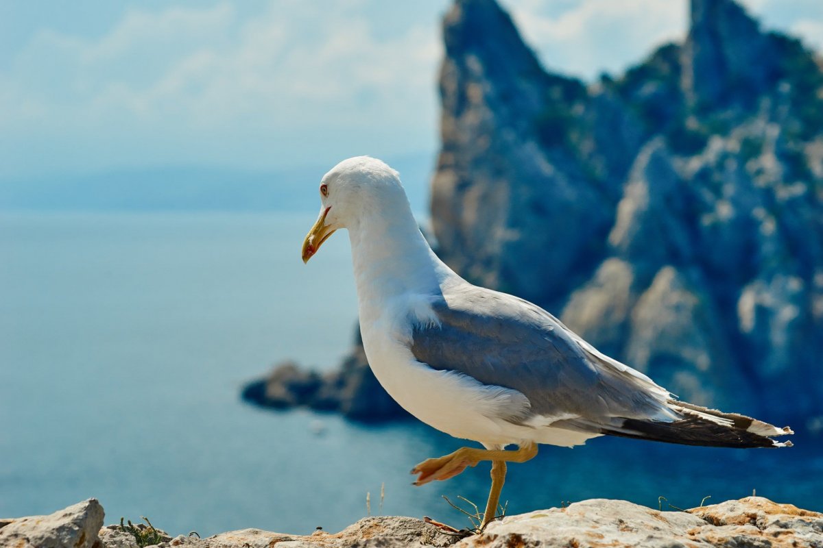 Чайка придорожное Крым