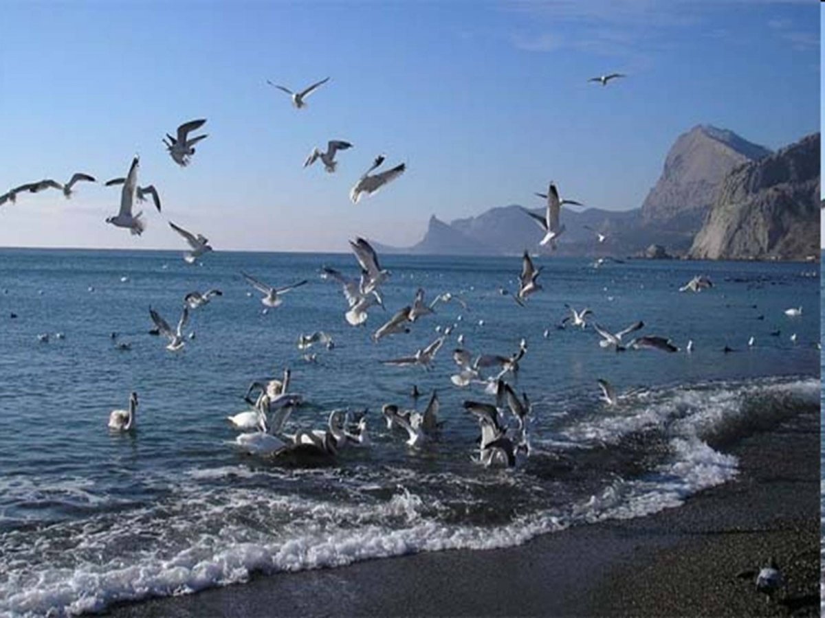 Альбатрос Анапа птица