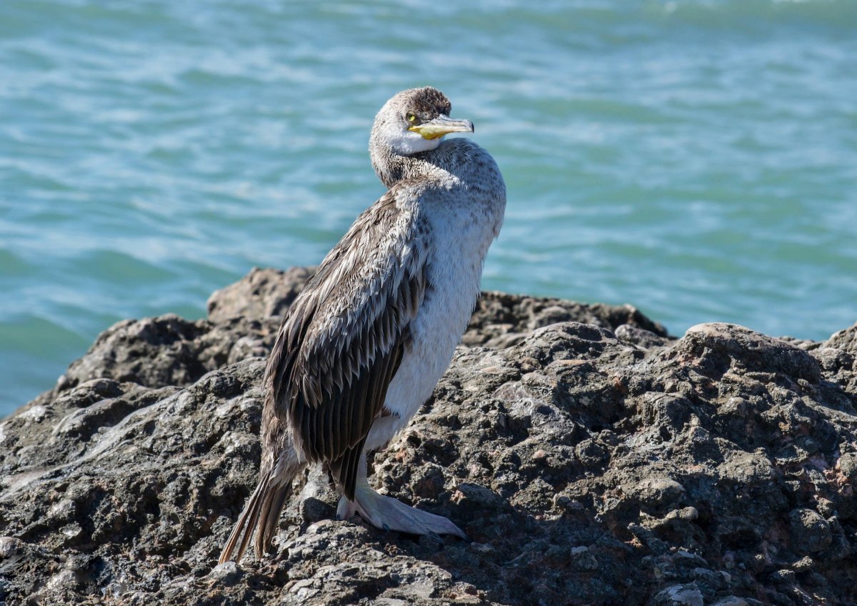 Птицы ЮБК Крыма