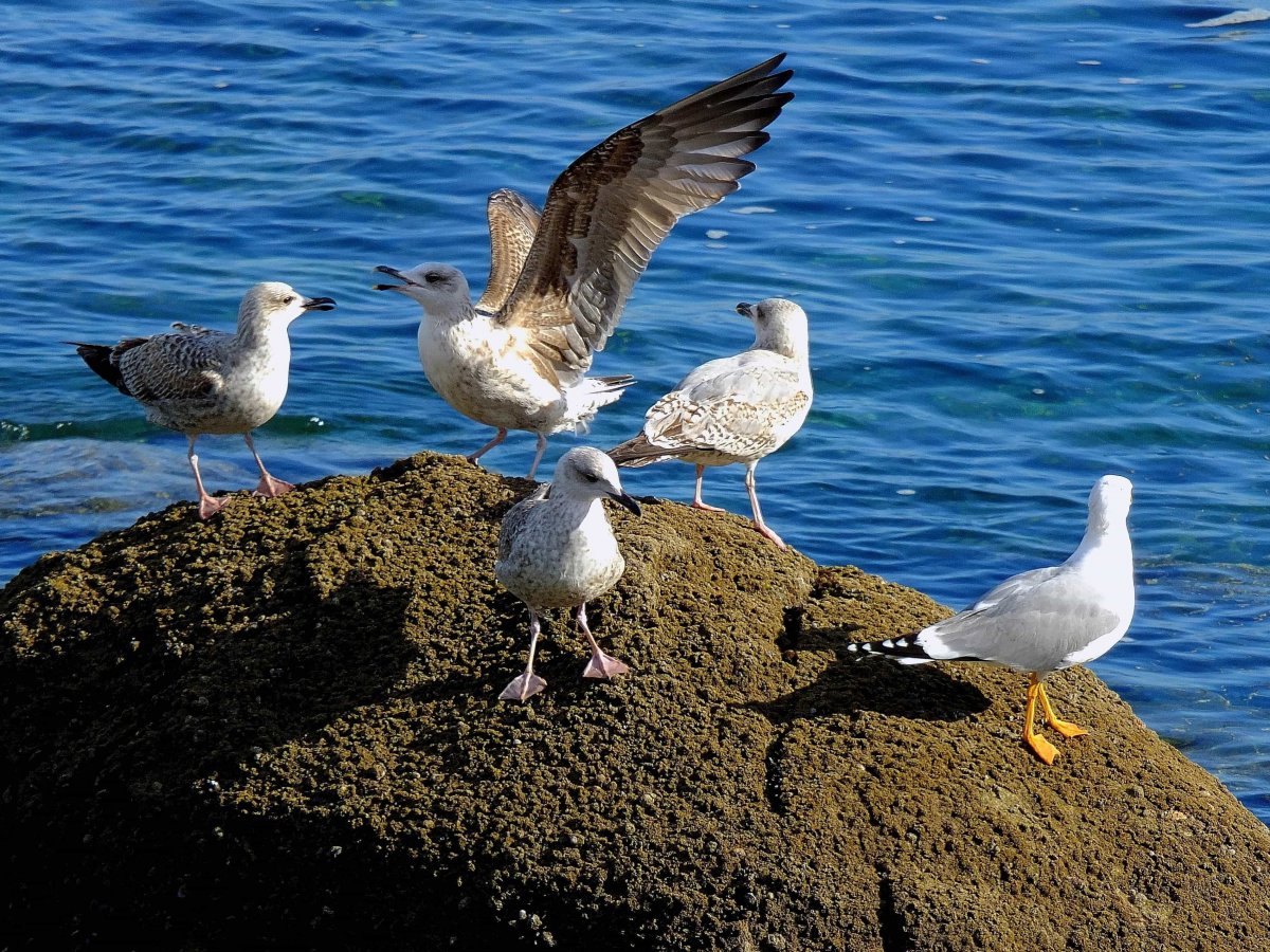 Редкие птицы Крыма