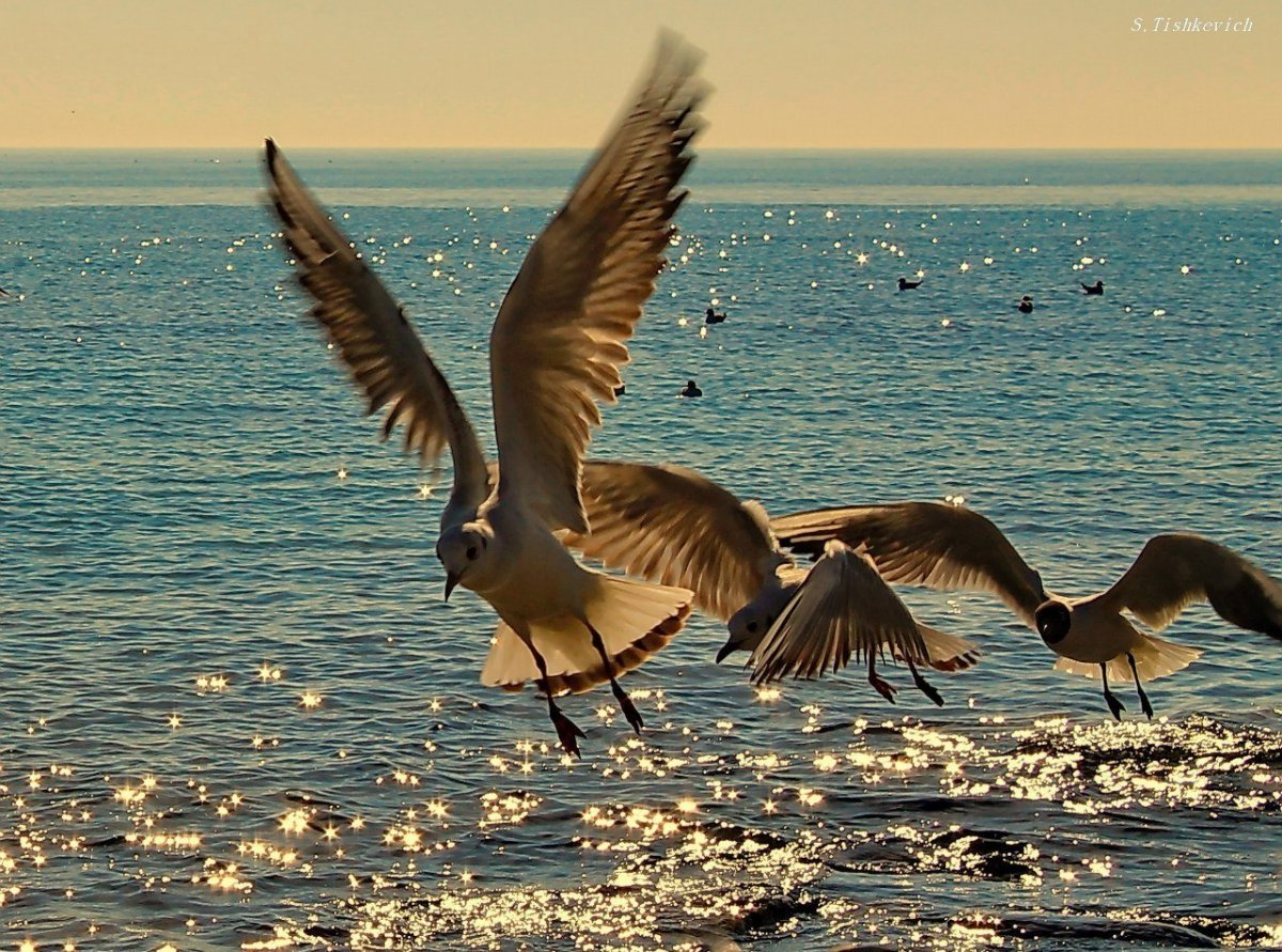 Лебеди в Крыму