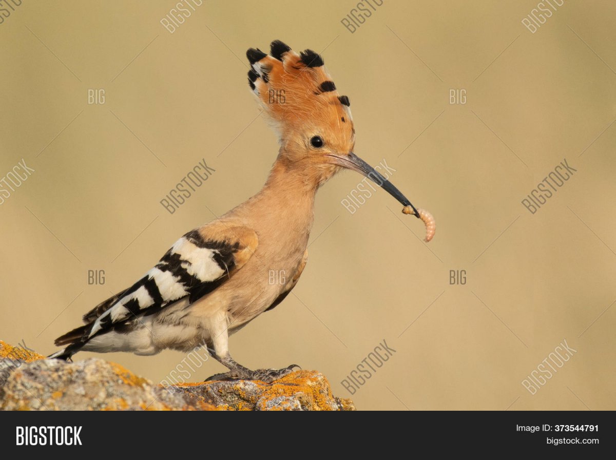 Сизоворонка обыкновенная